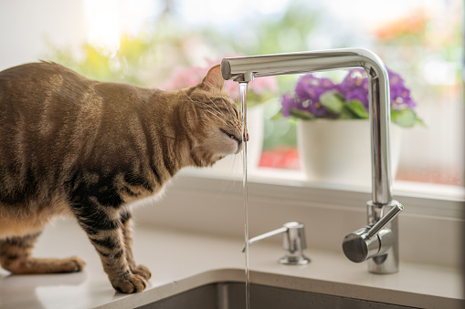 beautiful short hair cat drinking water from the tap at the kitchen