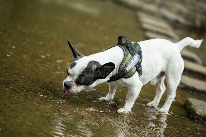 a dog is drinking by a river