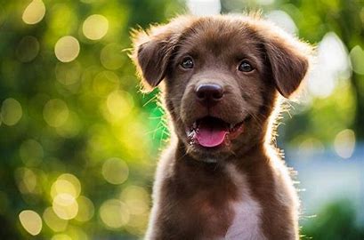 happy health dog