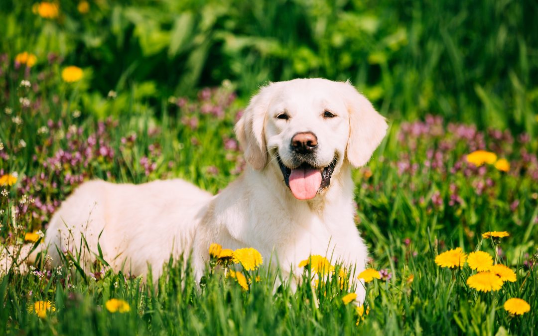 happy dog
