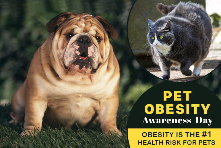 pet obesity awareness day