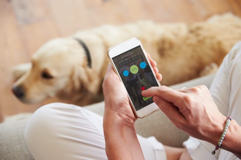 pets and wearable tech