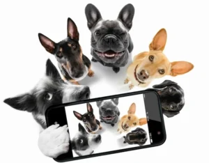 dogs taking pictures