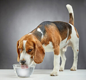 a dog is drinking