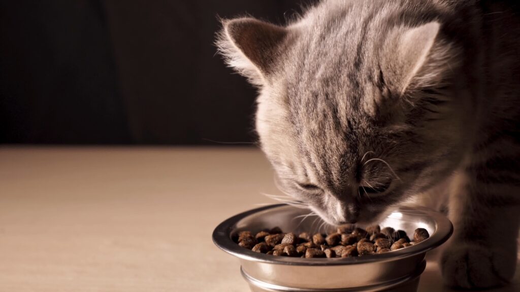 cat is eating