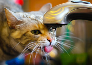 cat drinking from sink