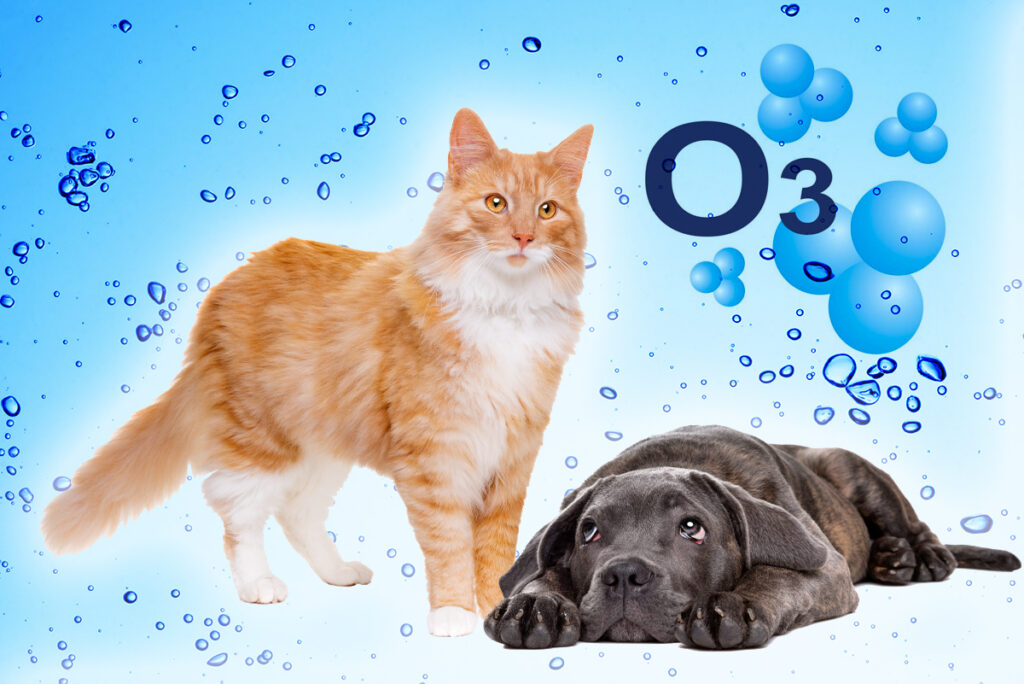 ozone therapy for a dog and a cat