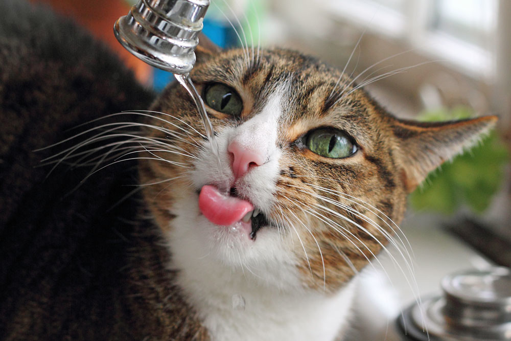 a cat is drinking flow water