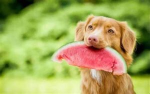 a dog eating watermelon