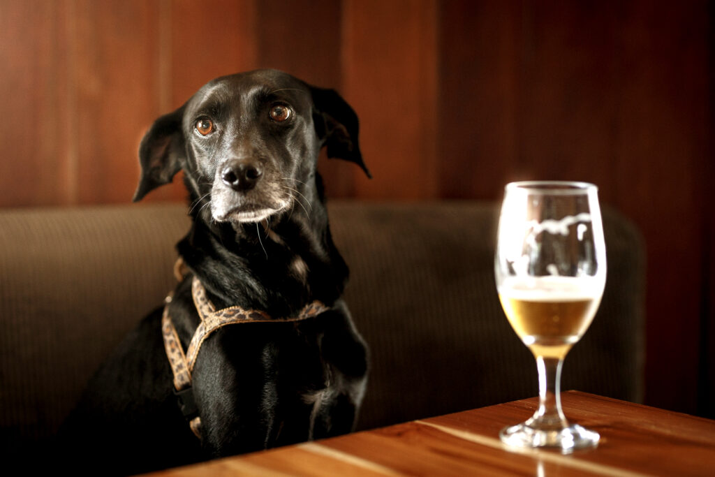 funny dog in the bar