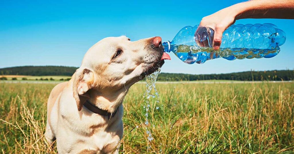 a dog is drinking a lot of bottle water