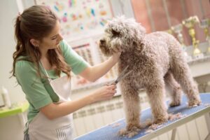 a dog is groom cutting the hair