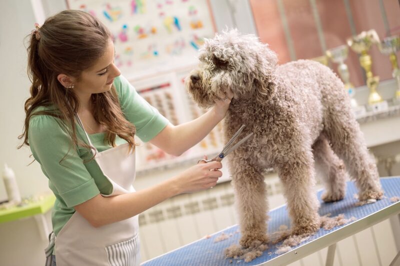 a dog is groom cutting the hair