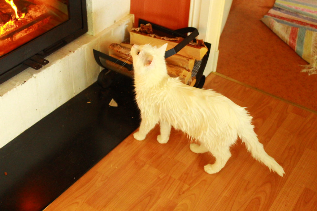 fireplace and cats at home; after the cat bath