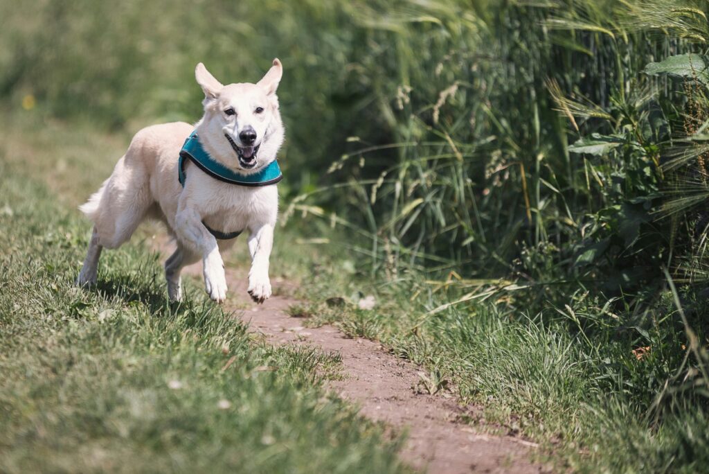 Image of a white dog running on a grassy path.