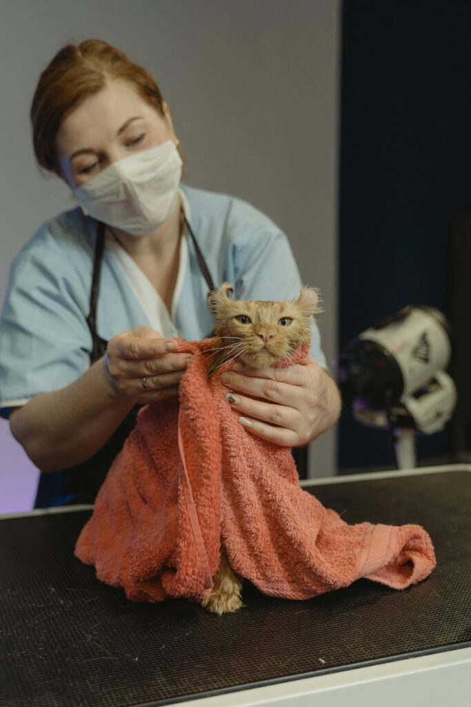 Image of a cat being towelled