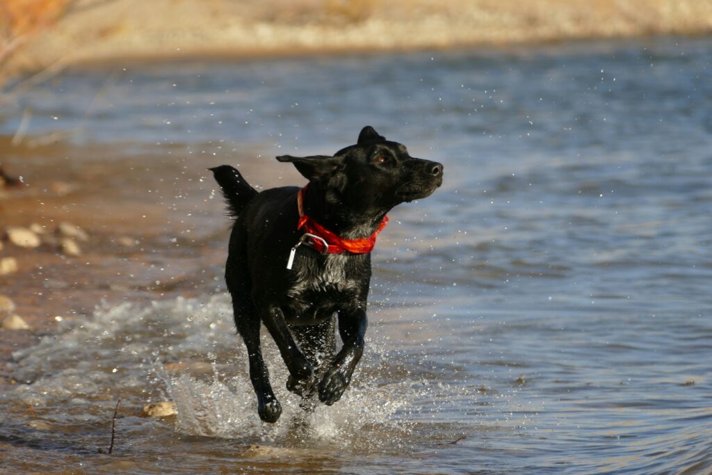Image of a black dog with a red collar running on the water.