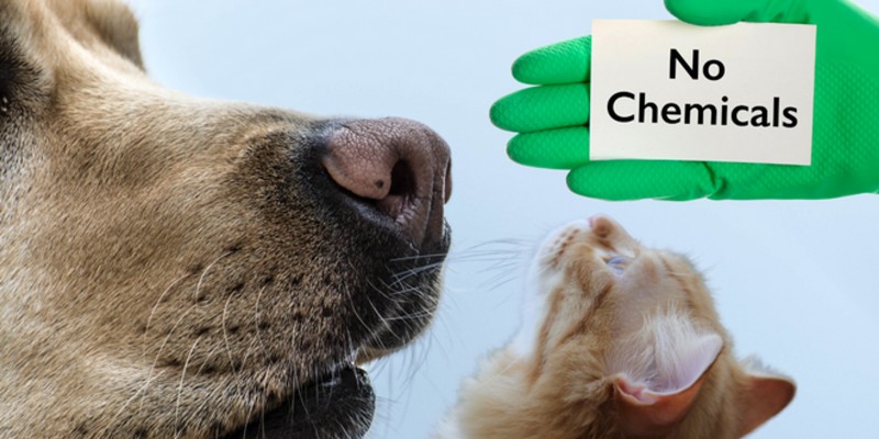 a dog and a cat smell no chemical air