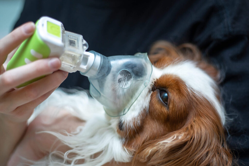 a dog have lung cancer hard breath