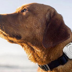 4g pet gps health detection tracker (model c08)