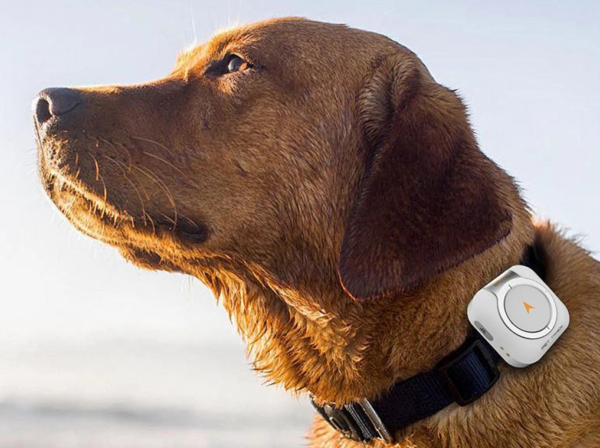 4g pet gps health detection tracker (model c08)