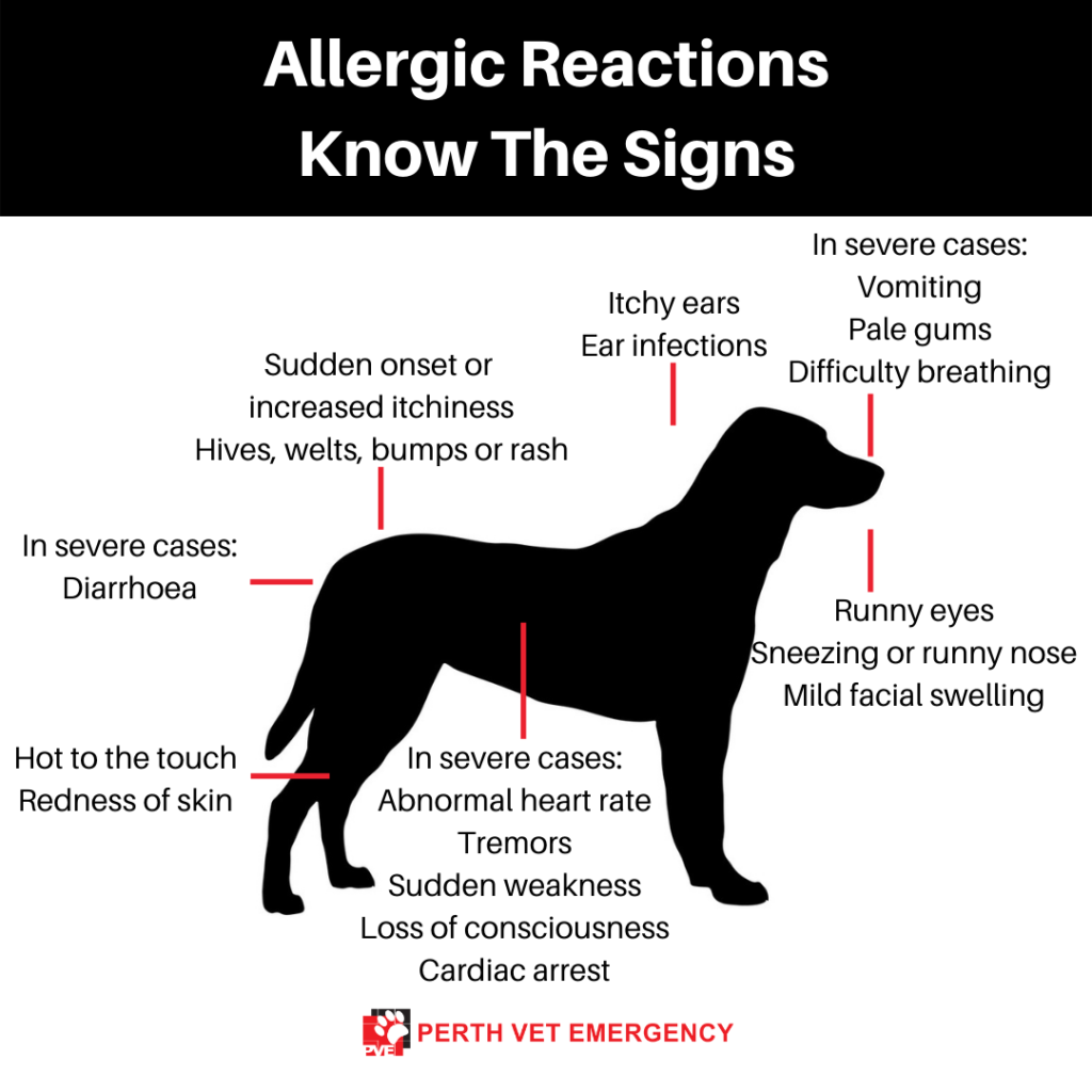 allergic reaction signs in dog, dog allergies causes, symptoms and treatment