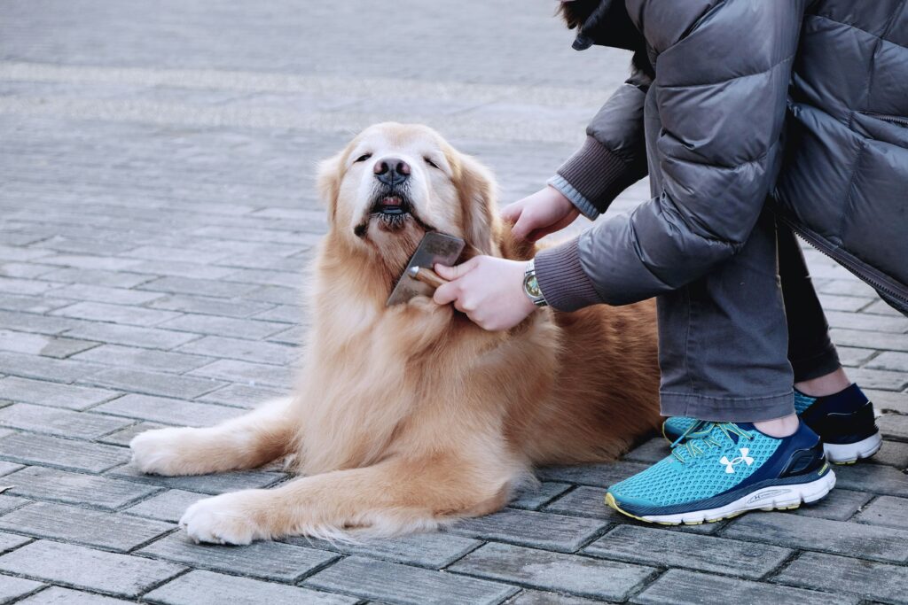 image of a big dog being groomed