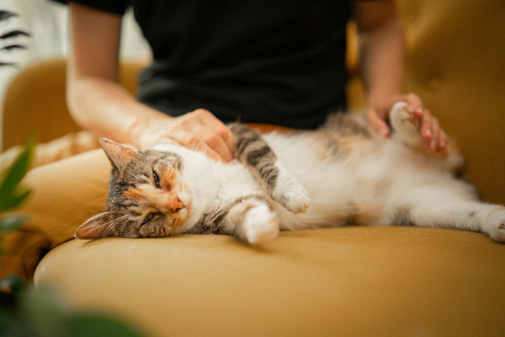 image of a cat being massaged