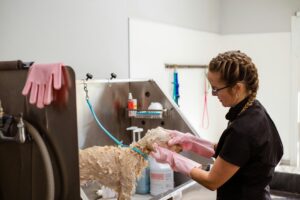 image of a dog being washed