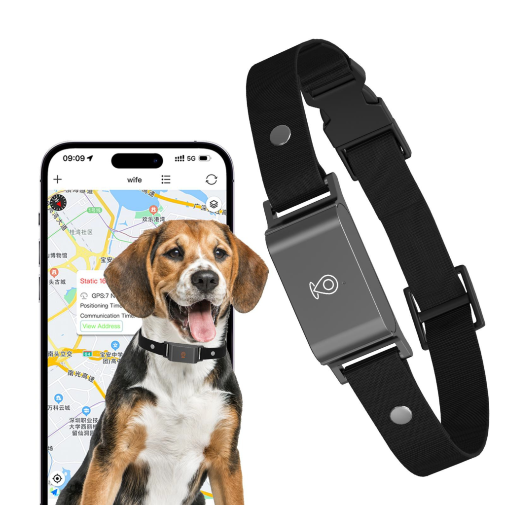 pet 4g gps tracker c09, a dog is wearing it