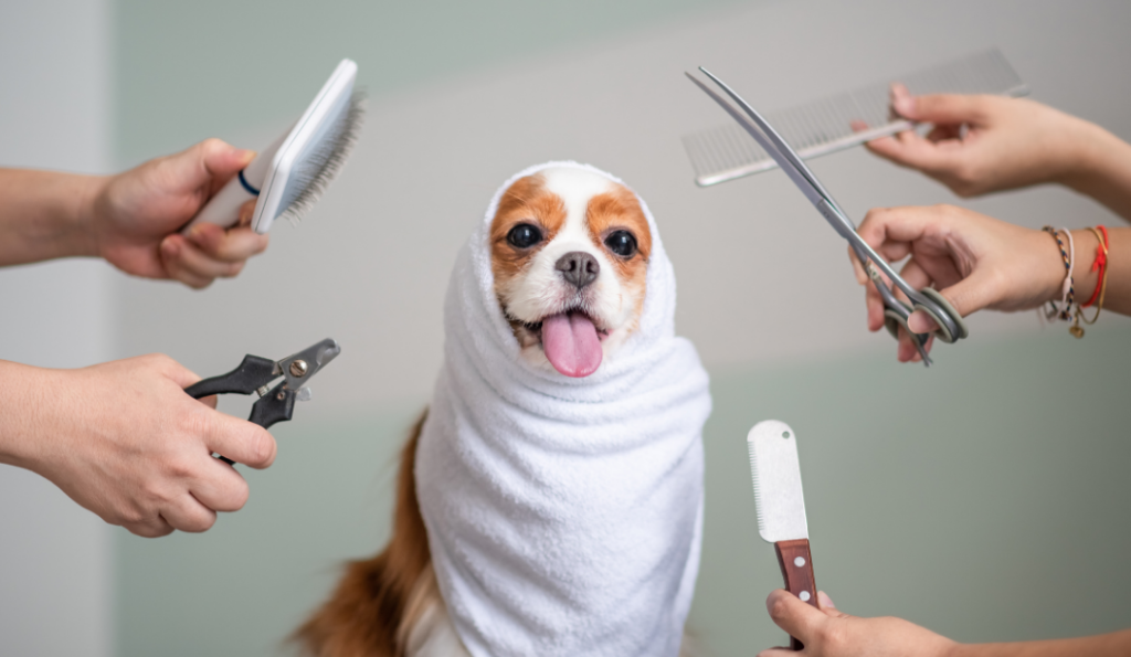 a dog is waiting for groom, happy