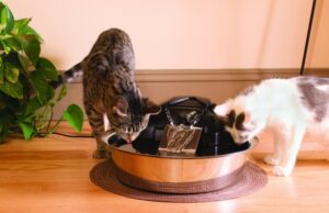 how to increase your cat’s water intake