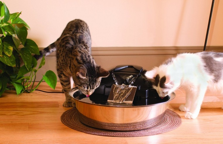 how to increase your cat’s water intake