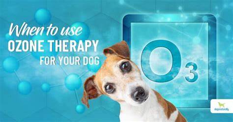 application of ozone therapy in veterinary field