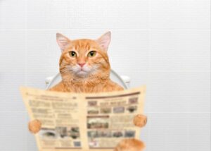 a cat is on tolit pee