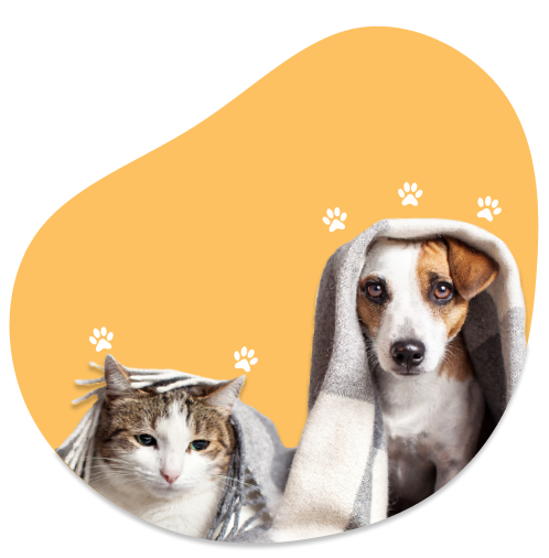 a dog and a cat cover by sheet