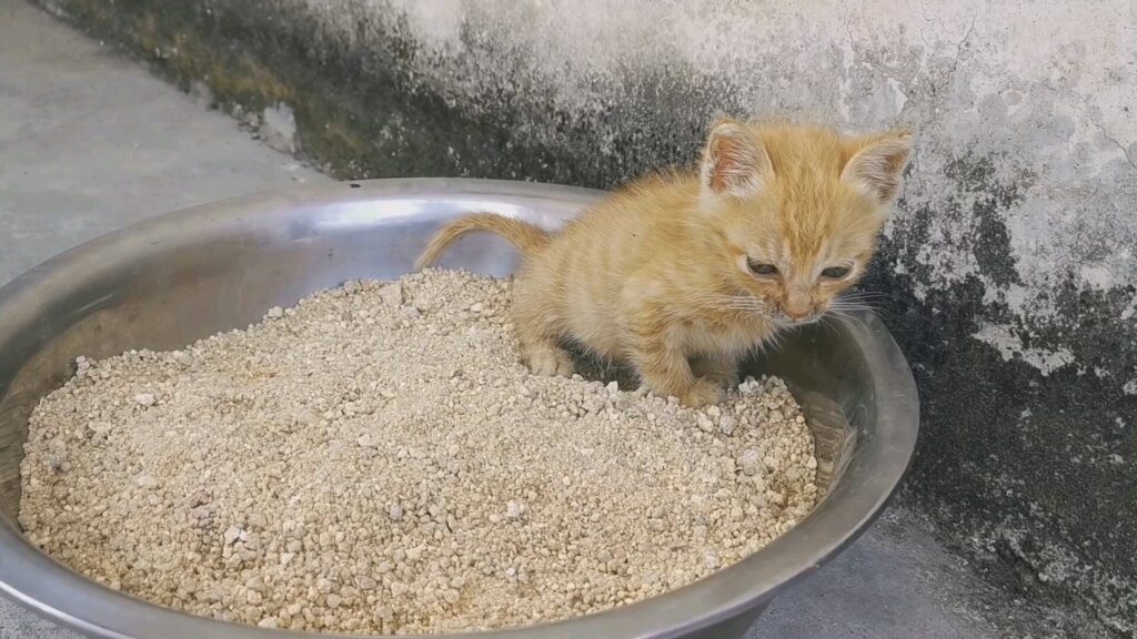 a little cat is defecating