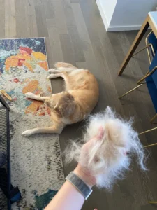 pets hair all around home 2