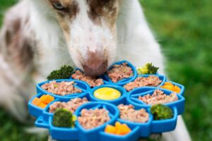 a dog is having a rich meal